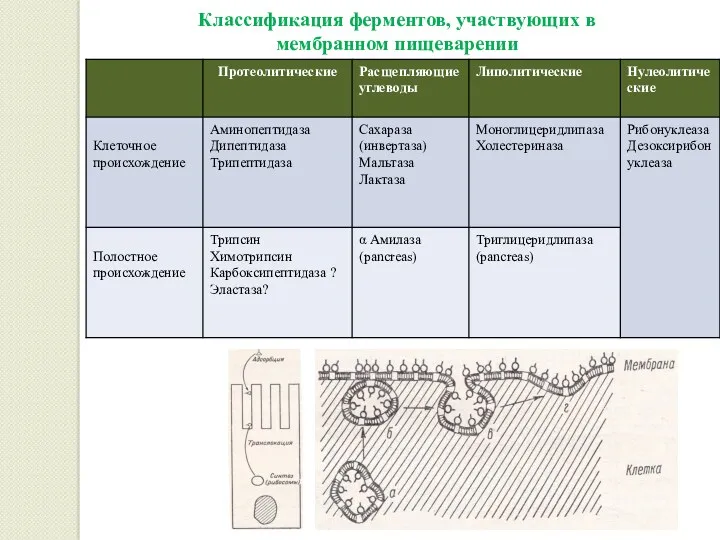 Классификация ферментов, участвующих в мембранном пищеварении