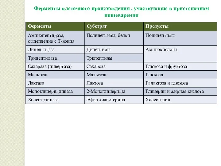 Ферменты клеточного происхождения , участвующие в пристеночном пищеварении