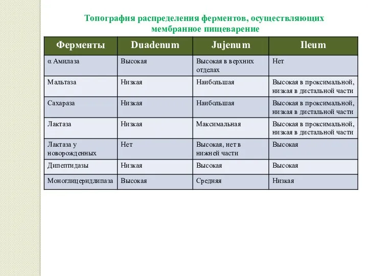 Топография распределения ферментов, осуществляющих мембранное пищеварение