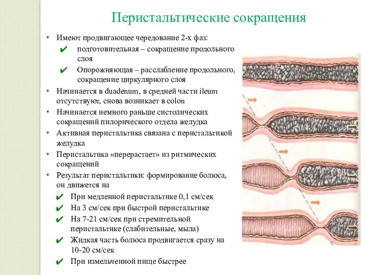 Перистальтические сокращения Имеют продвигающее чередование 2-х фаз: подготовительная – сокращение