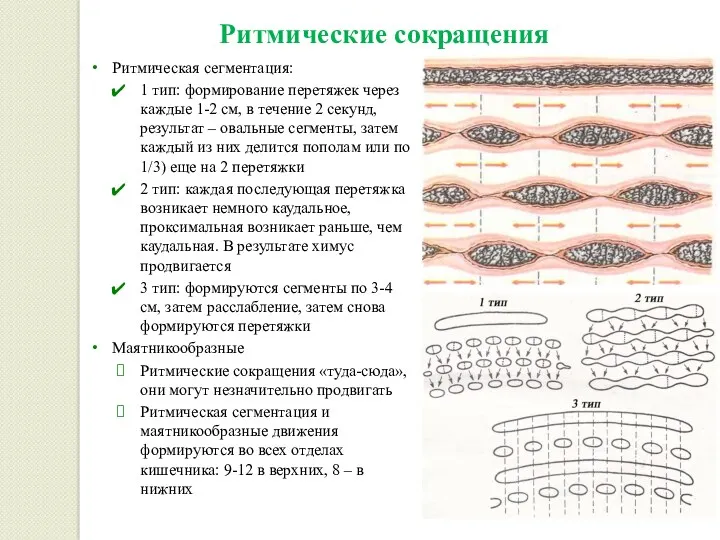 Ритмические сокращения Ритмическая сегментация: 1 тип: формирование перетяжек через каждые