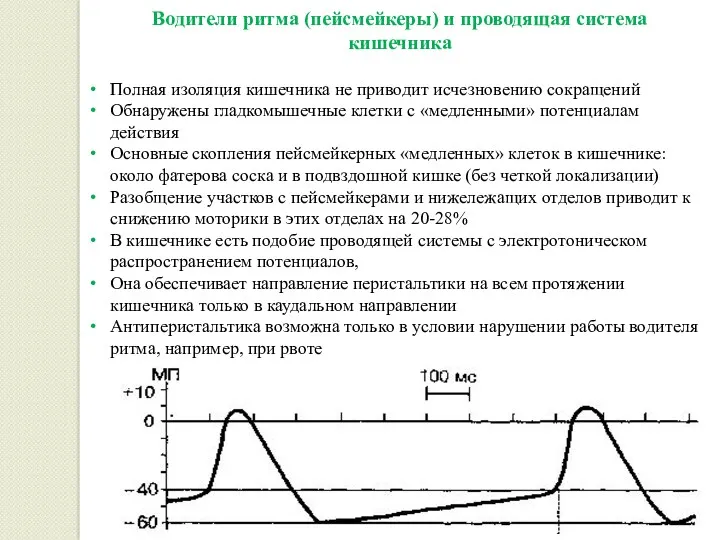 Водители ритма (пейсмейкеры) и проводящая система кишечника Полная изоляция кишечника