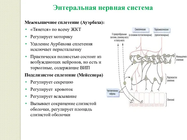 Энтеральная нервная система Межмышечное сплетение (Ауэрбаха): «Тянется» по всему ЖКТ