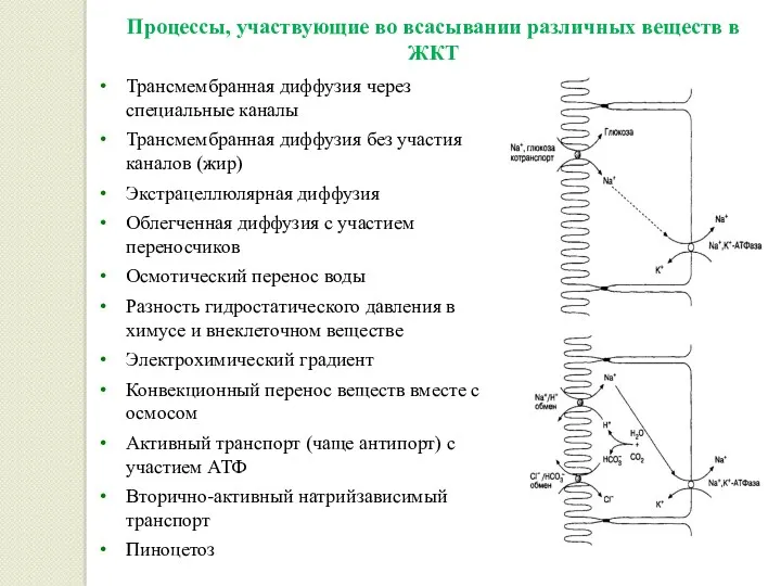 Процессы, участвующие во всасывании различных веществ в ЖКТ Трансмембранная диффузия