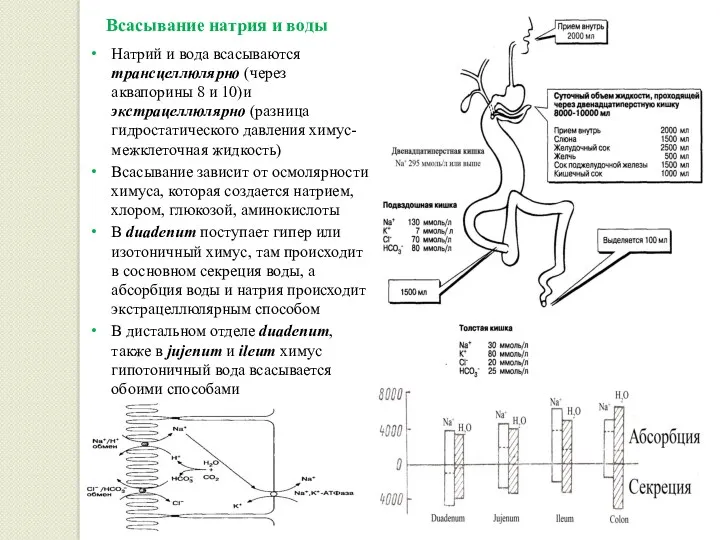 Всасывание натрия и воды Натрий и вода всасываются трансцеллюлярно (через