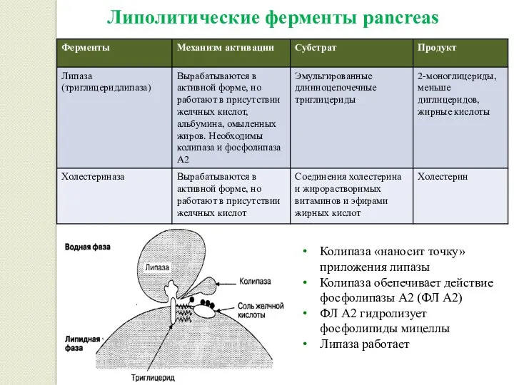 Липолитические ферменты pancreas Колипаза «наносит точку» приложения липазы Колипаза обепечивает