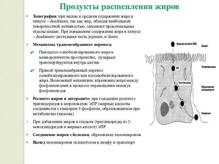 Продукты расщепления жиров Топография: при малом и среднем содержании жира