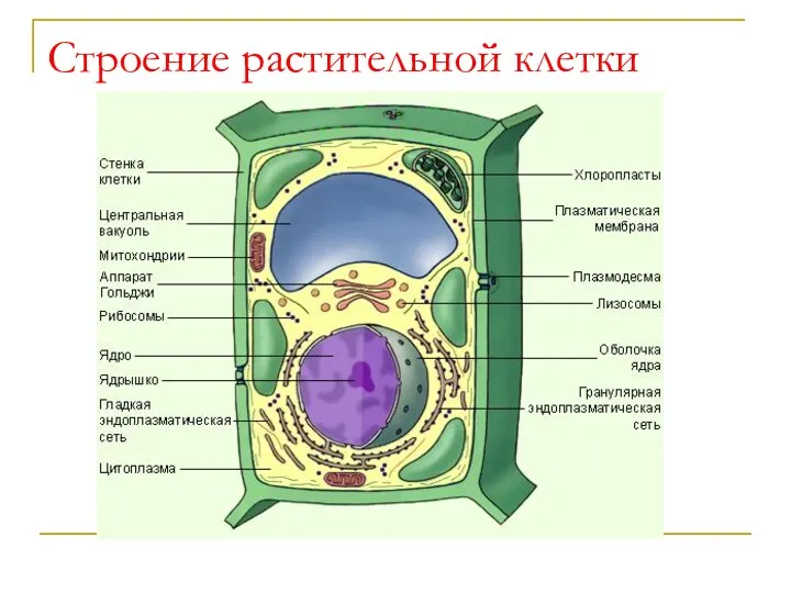 Строение растительной клетки