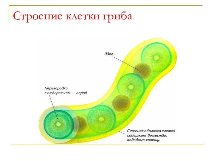 Строение клетки гриба