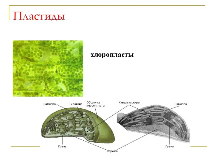 Пластиды хлоропласты