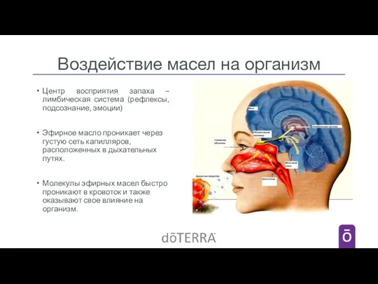 Воздействие масел на организм Центр восприятия запаха – лимбическая система