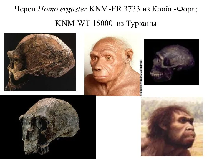 Череп Homo ergaster KNM-ER 3733 из Кооби-Фора; KNM-WT 15000 из Турканы