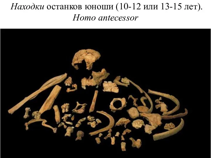 Находки останков юноши (10-12 или 13-15 лет). Homo antecessor