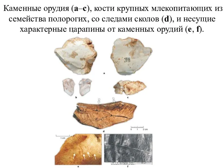 Каменные орудия (a–c), кости крупных млекопитающих из семейства полорогих, со