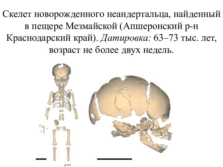 Скелет новорожденного неандертальца, найденный в пещере Мезмайской (Апшеронский р-н Краснодарский край). Датировка: 63–73