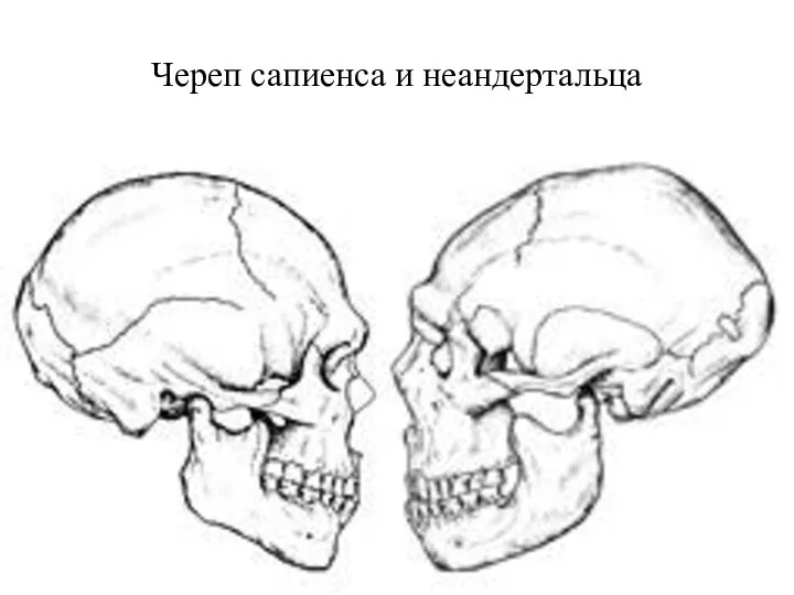 Череп сапиенса и неандертальца