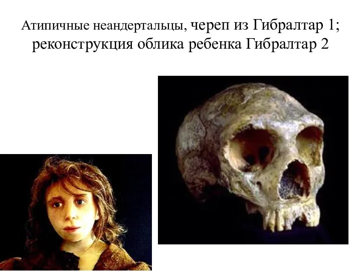 Атипичные неандертальцы, череп из Гибралтар 1; реконструкция облика ребенка Гибралтар 2
