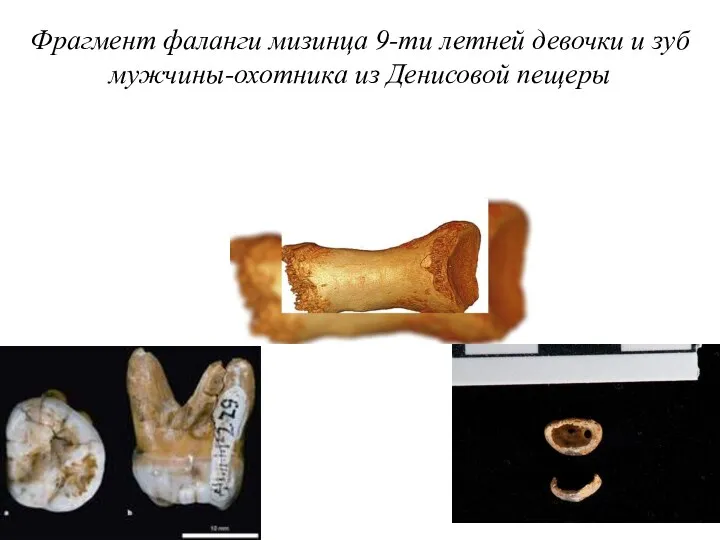 Фрагмент фаланги мизинца 9-ти летней девочки и зуб мужчины-охотника из Денисовой пещеры