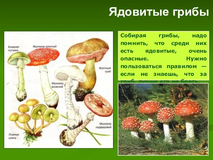 Собирая грибы, надо помнить, что среди них есть ядовитые, очень