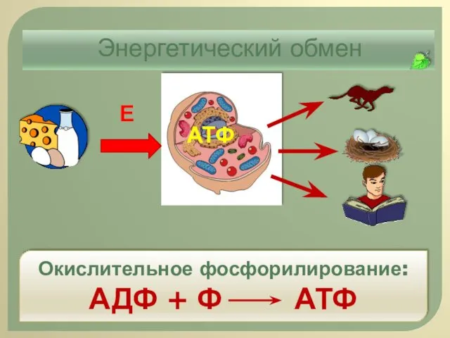 Энергетический обмен Е АТФ Окислительное фосфорилирование: АДФ + Ф АТФ