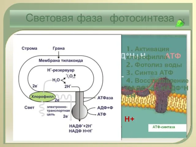 Световая фаза фотосинтеза е- е- е- Н+ е- е- Н+