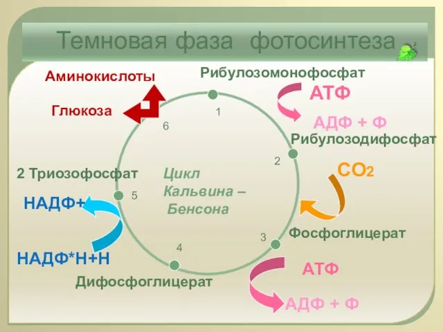 Рибулозодифосфат Фосфоглицерат Дифосфоглицерат 2 Триозофосфат Глюкоза Рибулозомонофосфат СО2 АТФ НАДФ*Н+Н