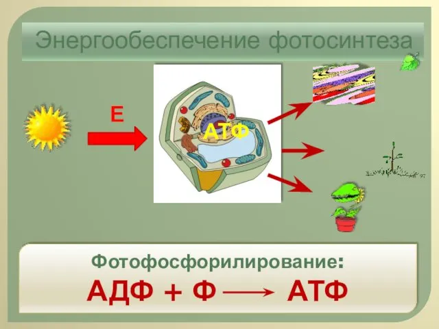 Энергообеспечение фотосинтеза Е АТФ Фотофосфорилирование: АДФ + Ф АТФ