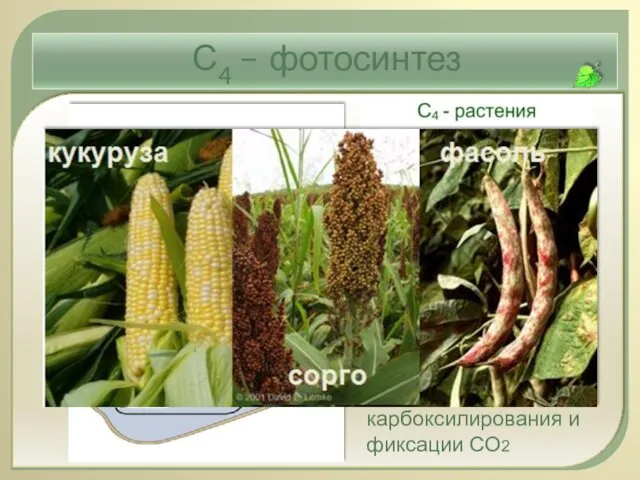 С4 – фотосинтез С4 -метаболизм: пространственное разделение карбоксилирования и фиксации СО2