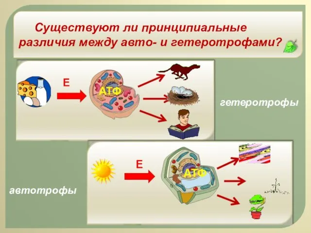 Существуют ли принципиальные различия между авто- и гетеротрофами? гетеротрофы автотрофы