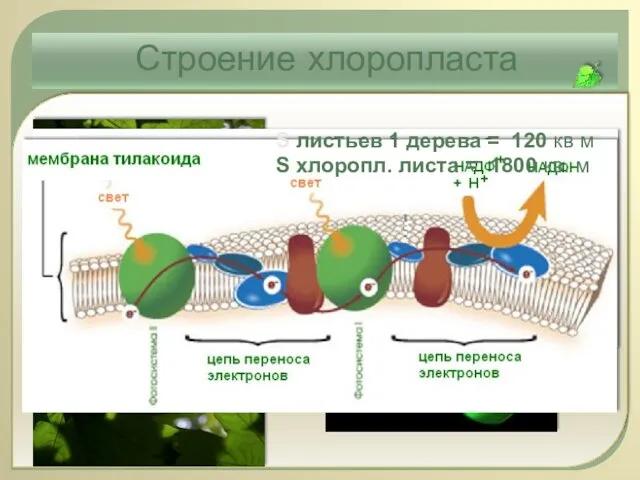 Строение хлоропласта S листьев 1 дерева = 120 кв м