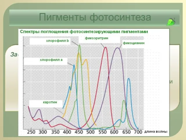 Пигменты фотосинтеза Задание 1. Вы – учёный-биофизик, изучаете фотосинтезирующие пигменты