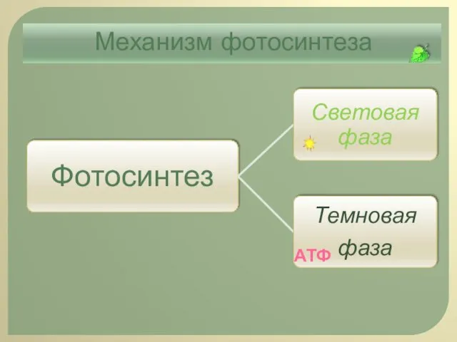 Механизм фотосинтеза АТФ