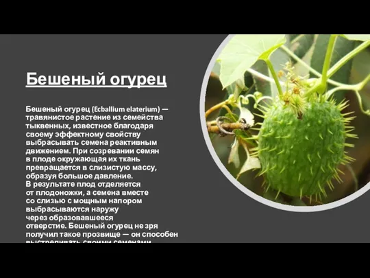 Бешеный огурец Бешеный огурец (Ecballium elaterium) — травянистое растение из