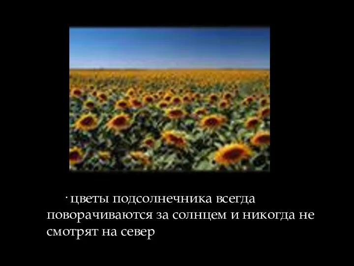 · цветы подсолнечника всегда поворачиваются за солнцем и никогда не смотрят на север