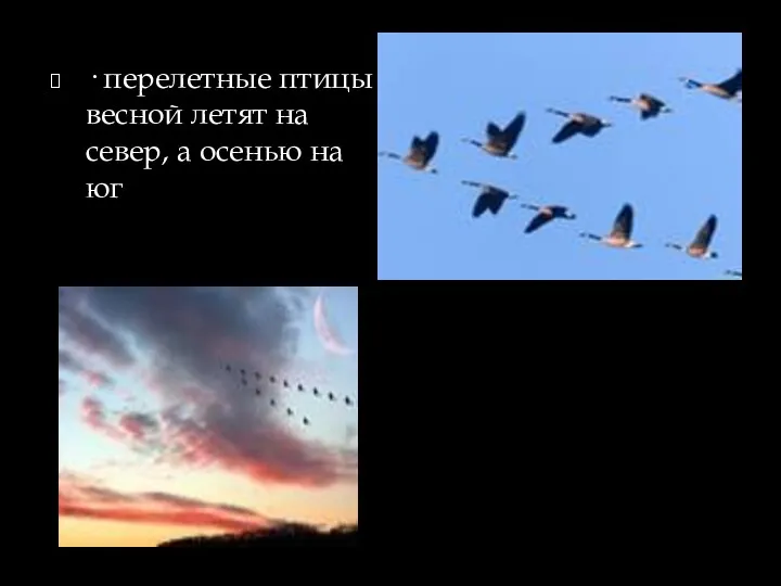 · перелетные птицы весной летят на север, а осенью на юг
