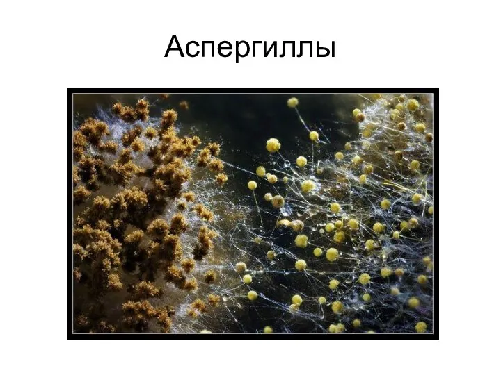 Аспергиллы