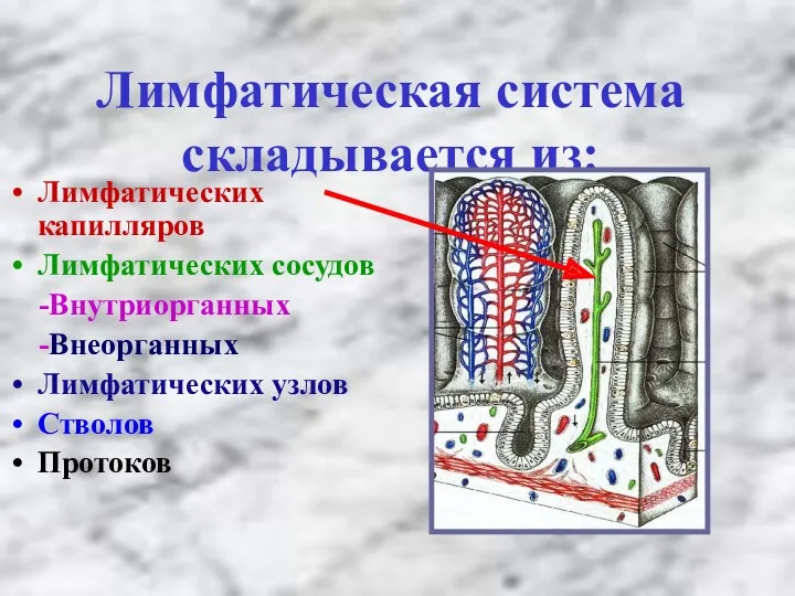 Лимфатическая система складывается из: Лимфатических капилляров Лимфатических сосудов -Внутриорганных -Внеорганных Лимфатических узлов Стволов Протоков