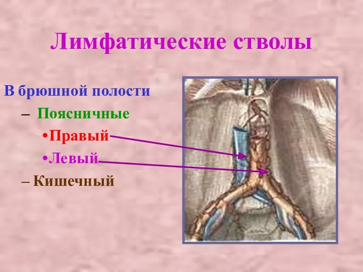 Лимфатические стволы В брюшной полости Поясничные Правый Левый Кишечный