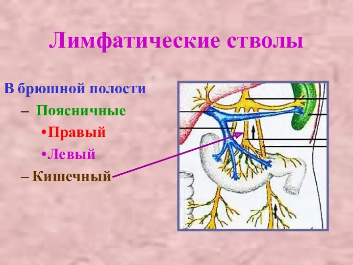 Лимфатические стволы В брюшной полости Поясничные Правый Левый Кишечный