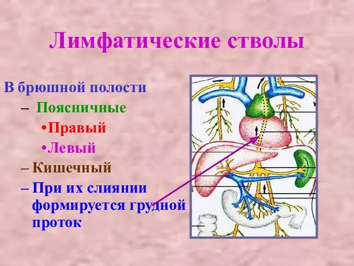 Лимфатические стволы В брюшной полости Поясничные Правый Левый Кишечный При их слиянии формируется грудной проток