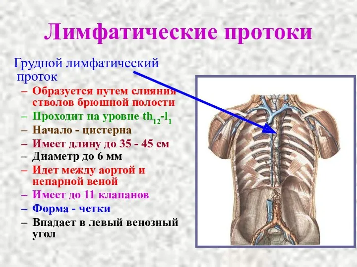 Лимфатические протоки Грудной лимфатический проток Образуется путем слияния стволов брюшной