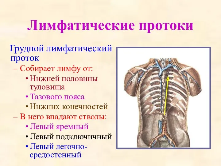 Лимфатические протоки Грудной лимфатический проток Собирает лимфу от: Нижней половины