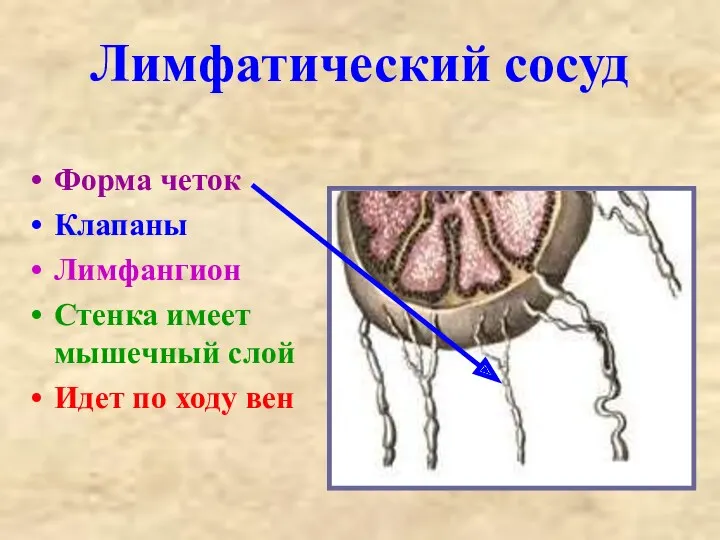 Лимфатический сосуд Форма четок Клапаны Лимфангион Стенка имеет мышечный слой Идет по ходу вен