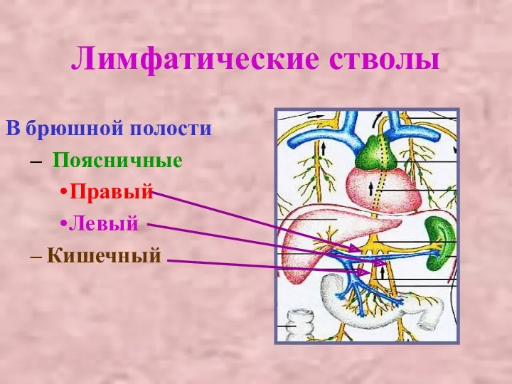 Лимфатические стволы В брюшной полости Поясничные Правый Левый Кишечный