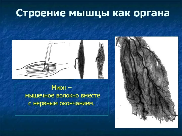 Строение мышцы как органа Мион – мышечное волокно вместе с нервным окончанием.