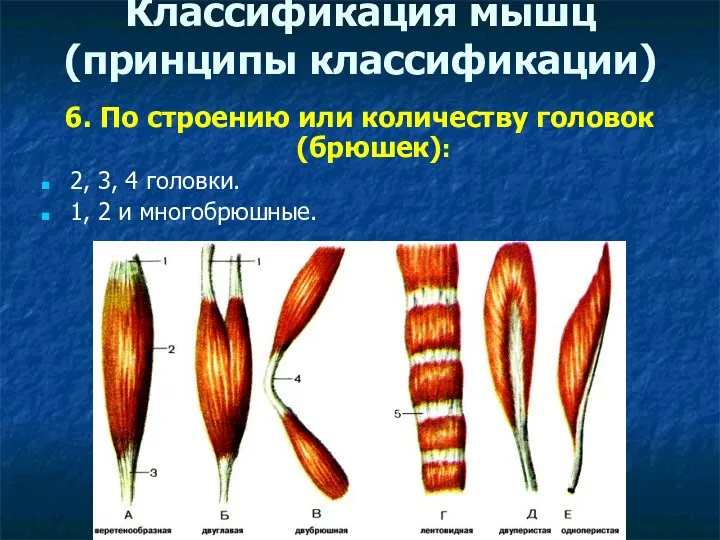 Классификация мышц (принципы классификации) 6. По строению или количеству головок