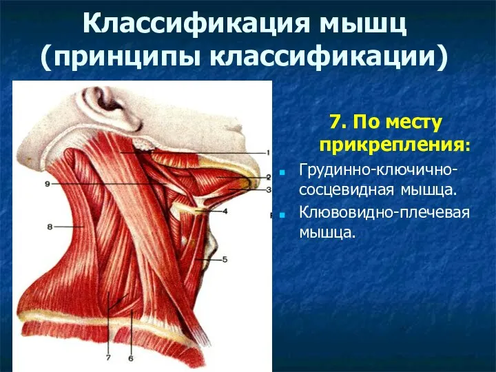 Классификация мышц (принципы классификации) 7. По месту прикрепления: Грудинно-ключично-сосцевидная мышца. Клювовидно-плечевая мышца.