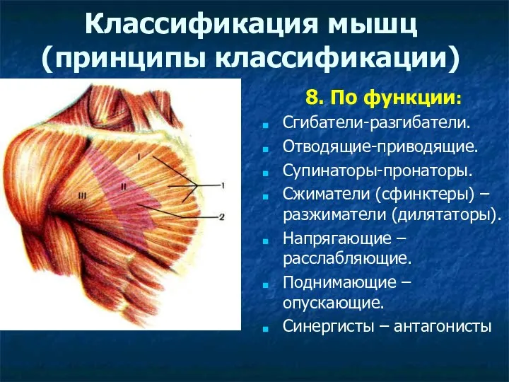 Классификация мышц (принципы классификации) 8. По функции: Сгибатели-разгибатели. Отводящие-приводящие. Супинаторы-пронаторы.