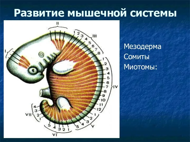 Развитие мышечной системы Мезодерма Сомиты Миотомы: