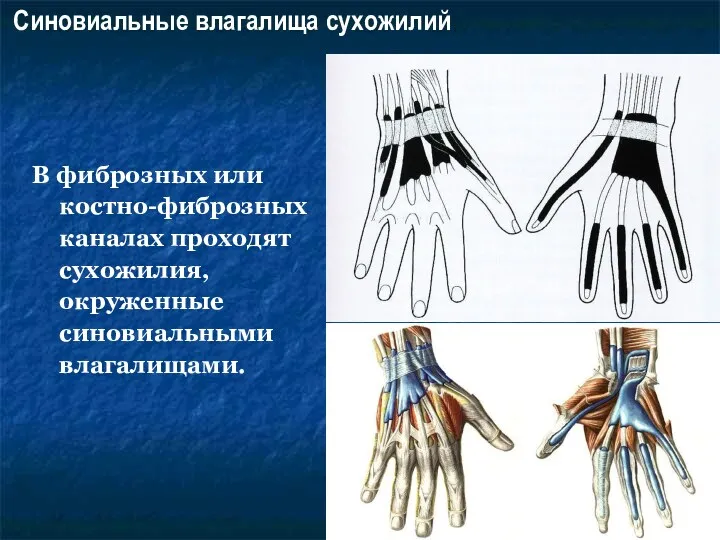 В фиброзных или костно-фиброзных каналах проходят сухожилия, окруженные синовиальными влагалищами. Синовиальные влагалища сухожилий